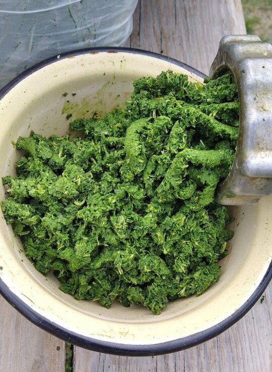 Гранулирование Иван-чая, фото из личного архива