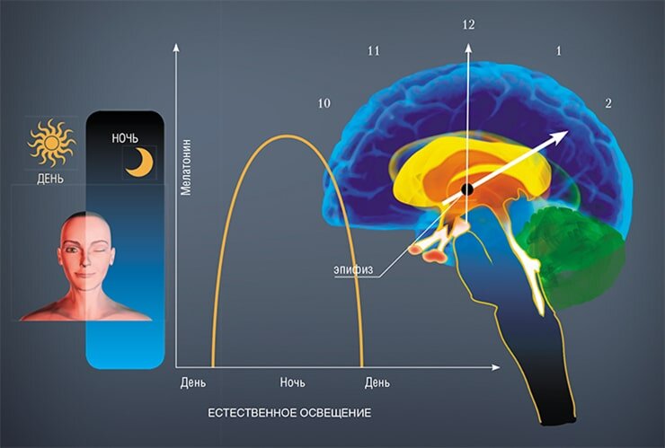 Эпифиз (шишковидная железа) служит биологическими часами организма, а его гормон мелатонин можно уподобить маятнику, который обеспечивает ход этих часов. Концентрация мелатонина в сыворотке крови ночью в 30 раз больше, чем днем, достигая пика в 2 ч по местному времени