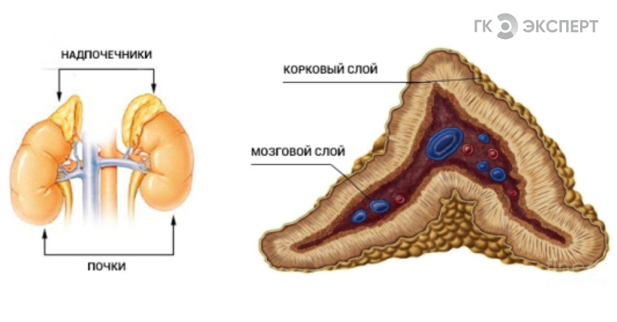 Надпочечники рисунок анатомия