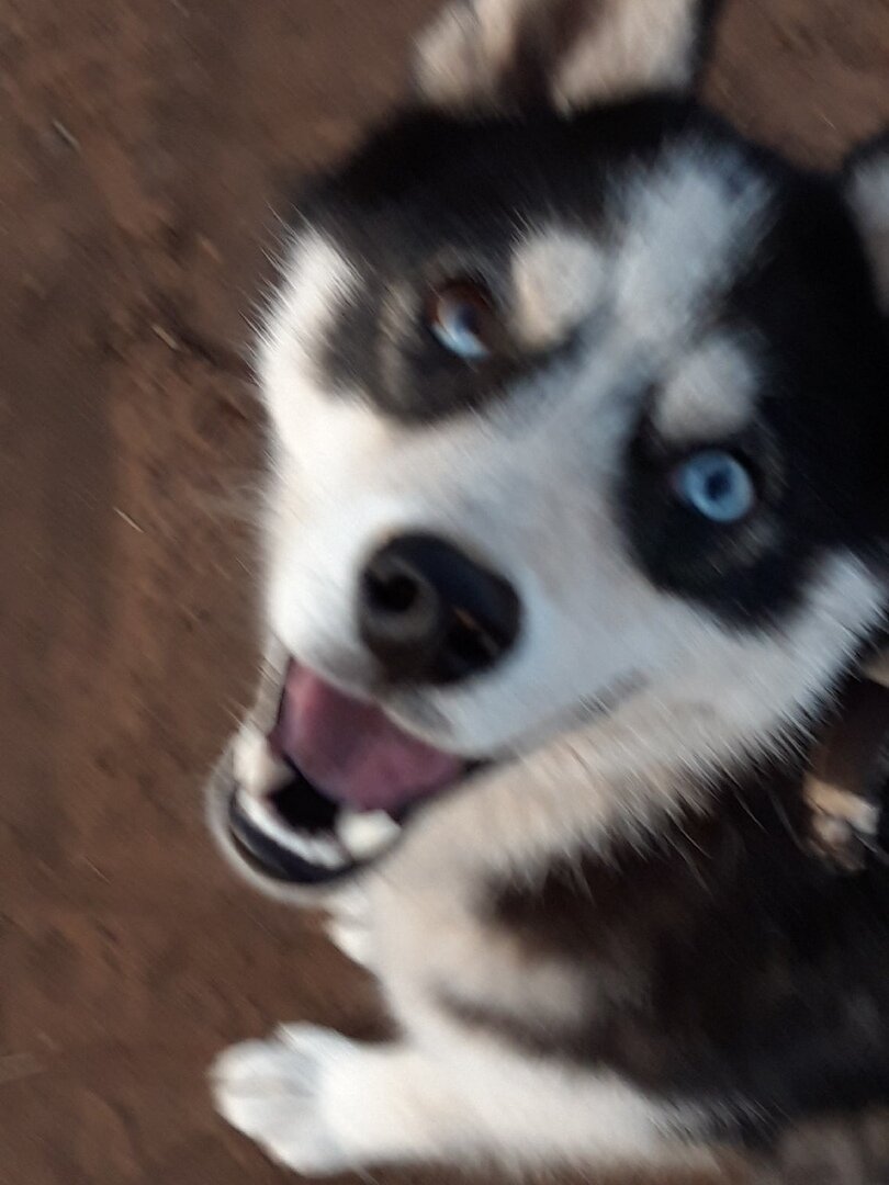 Когда начался карантин, я наконец-то смог с ним выбраться в поле что-бы он мог выбросить свою энергию)))))))