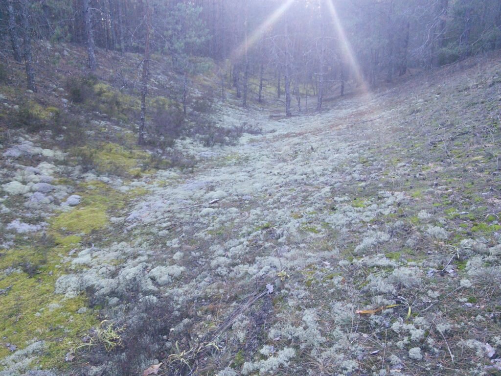 Урочище боры. Козельск водопад. Урочище Керский Бор. Козельские дожди. Козельский Юдинки водопад.