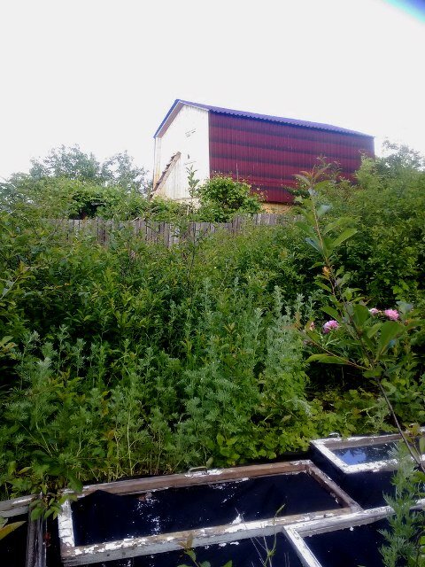 Два года назад заросли были такими