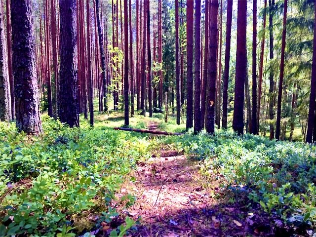 Этот путь предстоит каждому, кто, когда то слышал слово синька. Так может легче пройти это с кем то? Может, история и не поможет вам, избежать каких то ошибок, но точно понравится. Обязательно к прочтению.