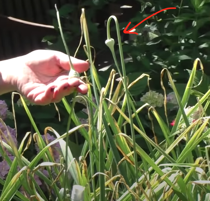 Стрелка еще не поднялась и не раскрылась. Хотя поднимается стрелка не всегда, иногда она слишком тяжелая. Но раскроется и обнажит семена - обязательно, вот тогда самое время убирать чеснок