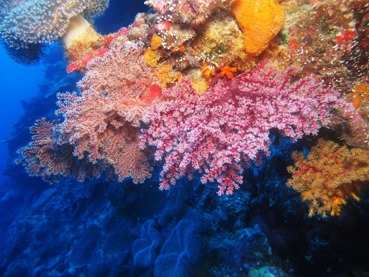 Коралловый риф протянувшийся вдоль восточной окраины материка. Барьерный риф в Австралии. Коралловый риф в Австралии. Большой Барьерный риф Австралия рыба клоун. Большой Барьерный риф в тихом океане.