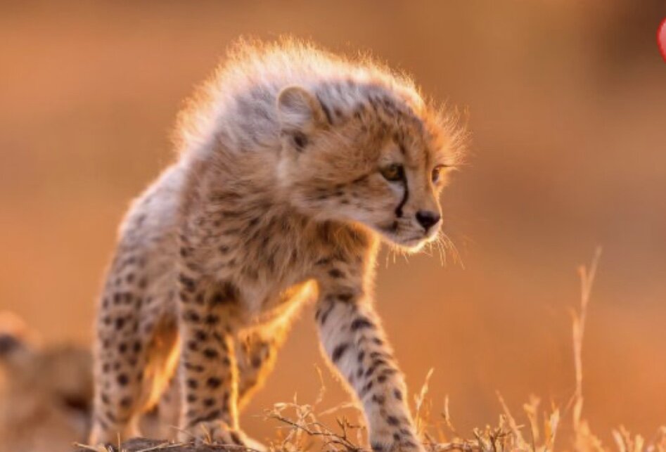 Маленький гепард. Остался совсем один.