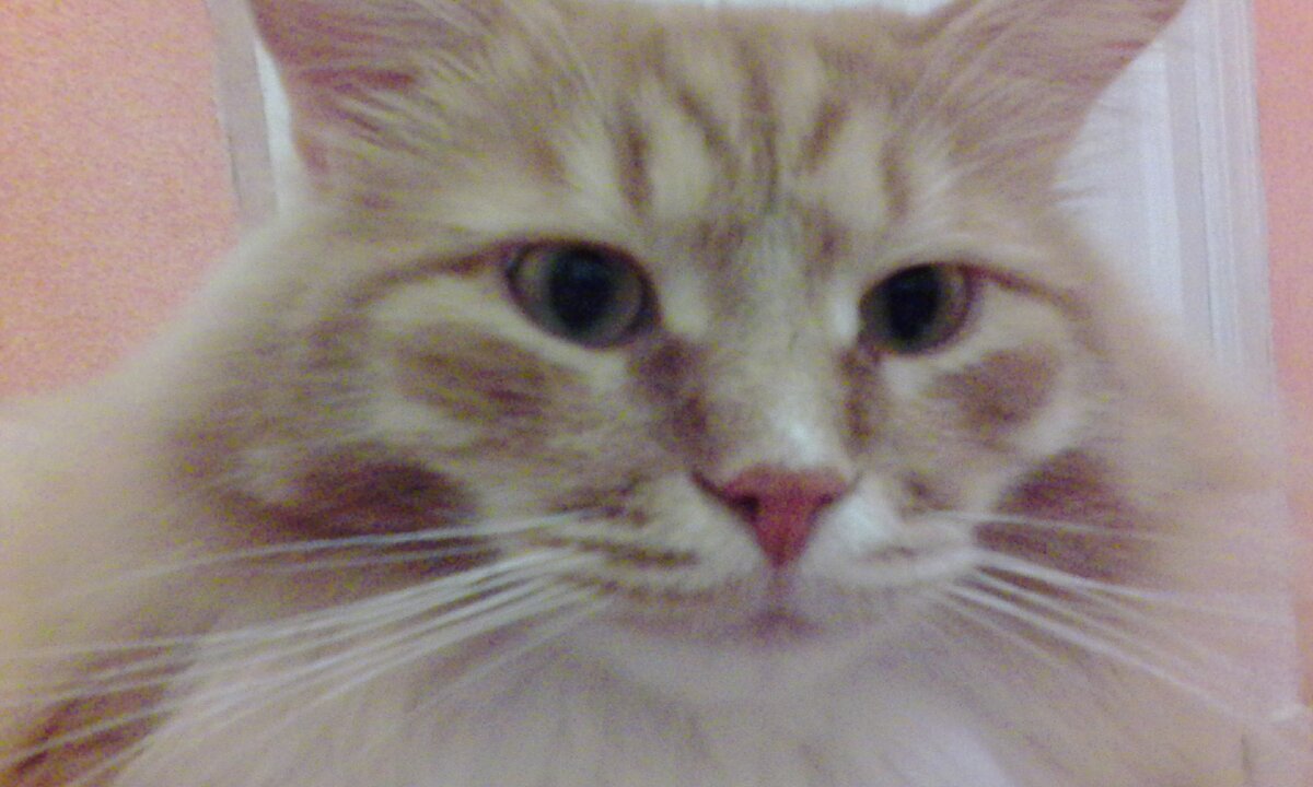 Кот мяун. Обыкновенный говорящий кот мяун. Читать говорящий кот мяун книга. Кот мяун. Читать говорящий кот мяун книга.