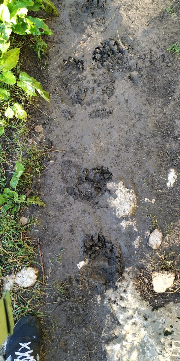 Следы и помет медведя