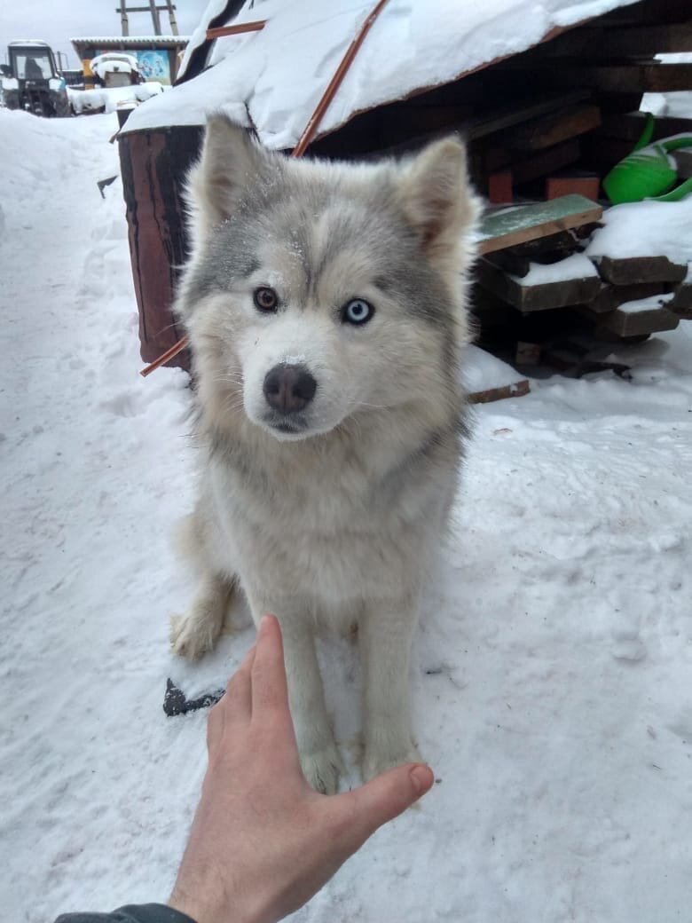 Тимошка