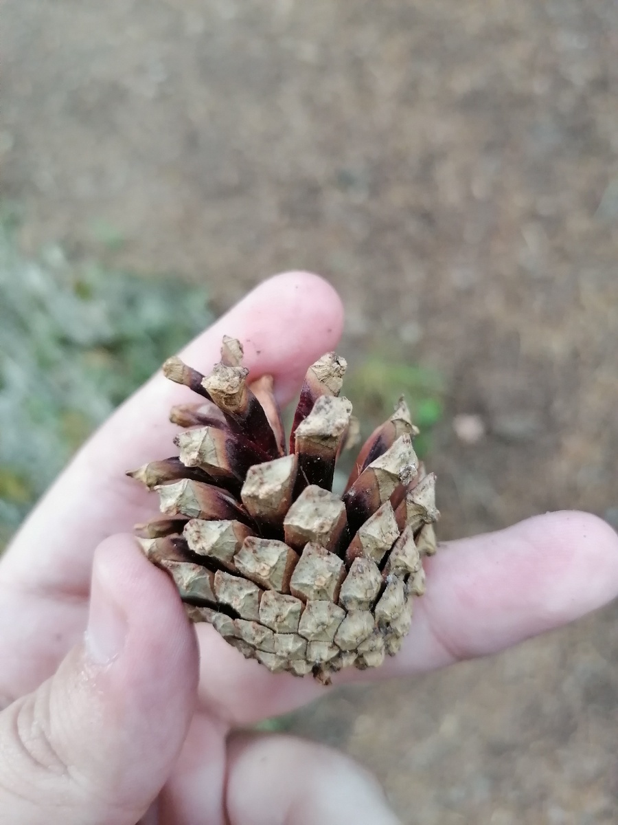 Как часто вы бываете на природе? 