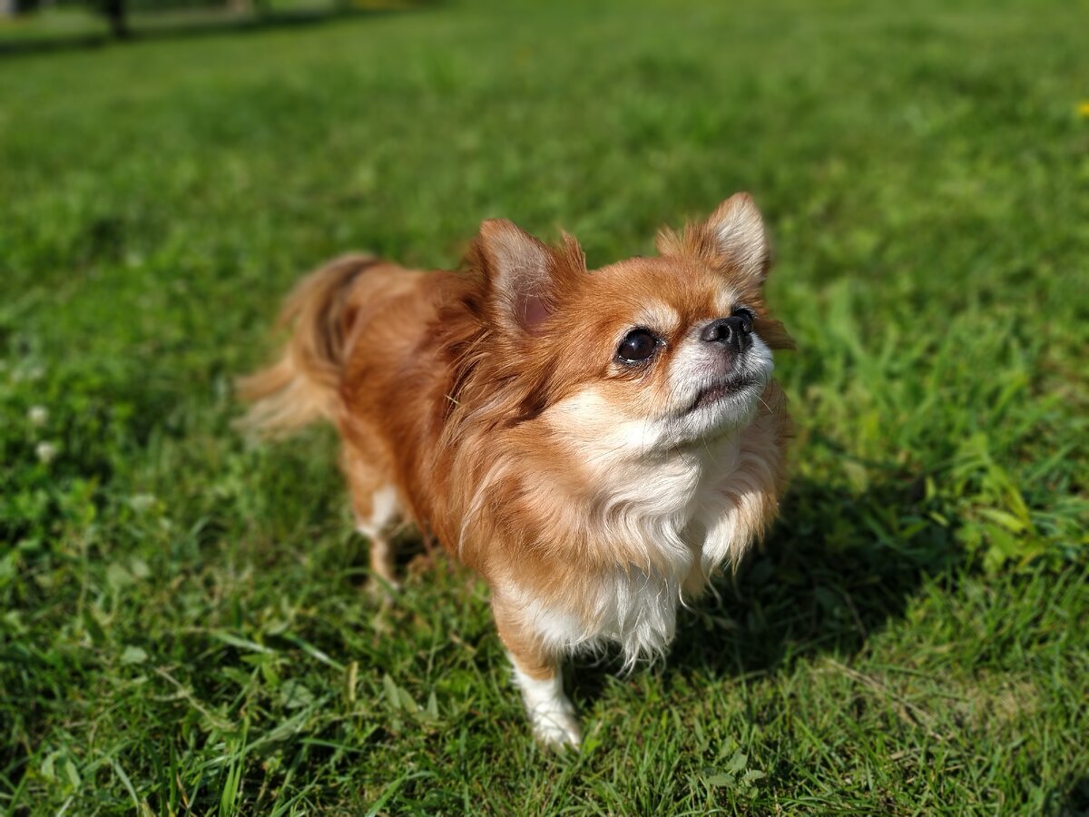 Мой чих Деля, 4,5 года