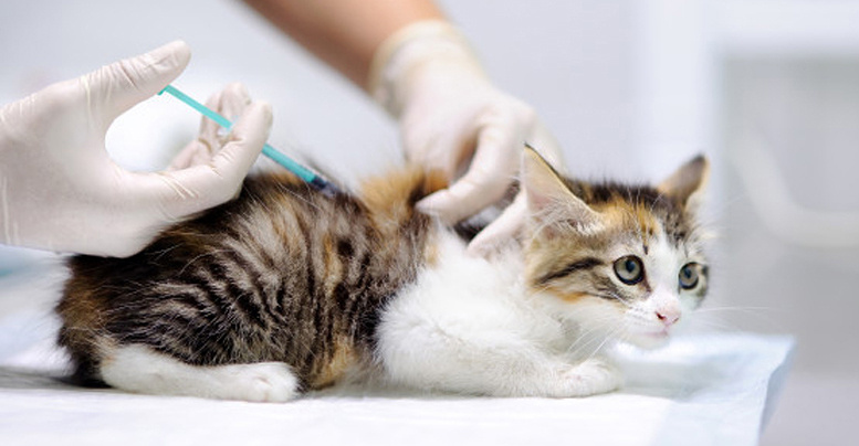 Вакцинация – одна из самых важных процедур по уходу за домашними кошками.