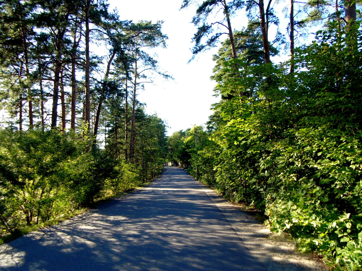 парк терренкур сестрорецк