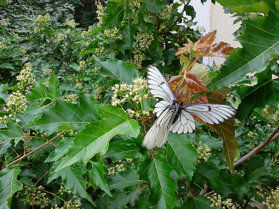 Фото:  Виллевальд Маргариты