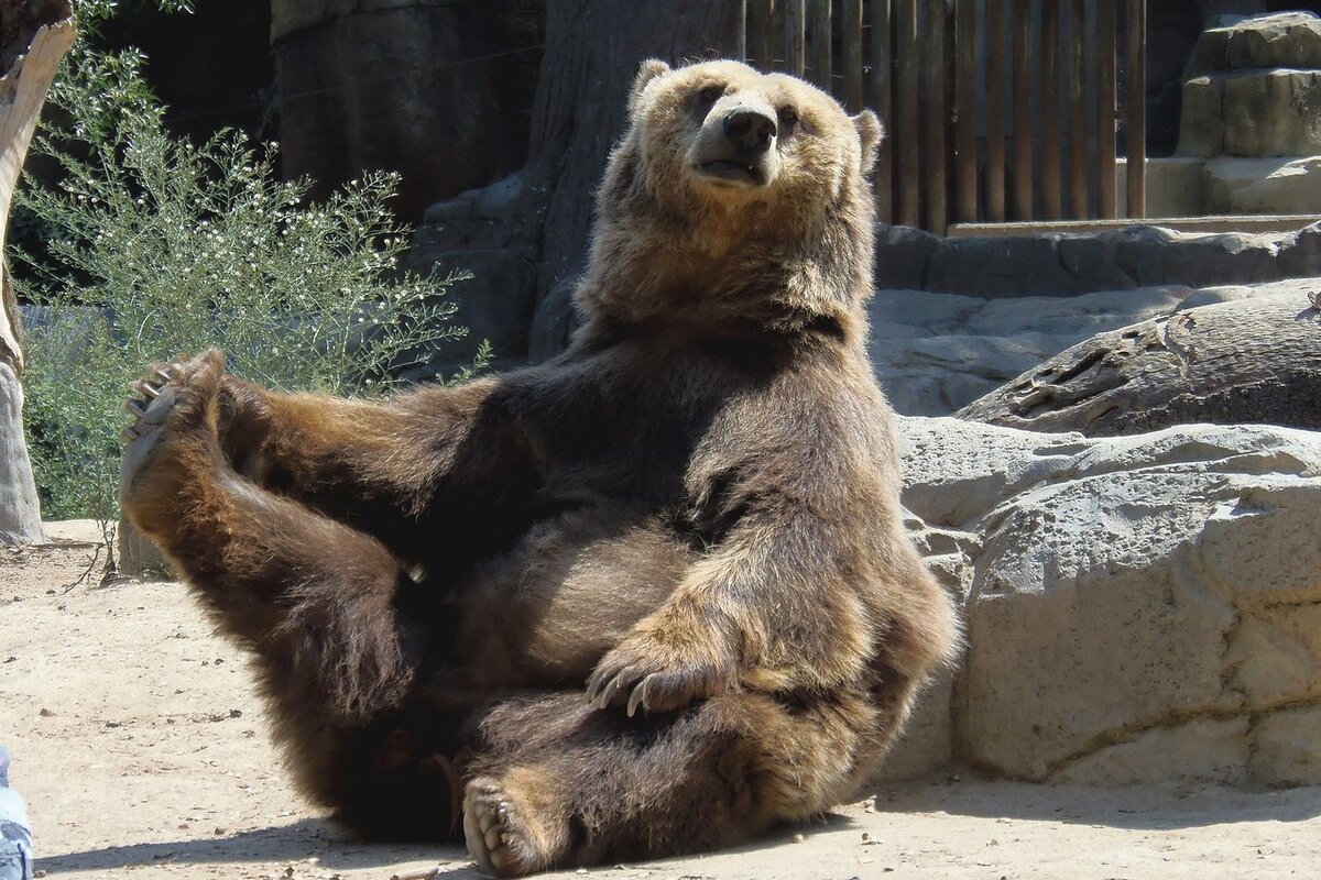 Бурый медведь, зоопарк, фото https://pixabay.com/ru/