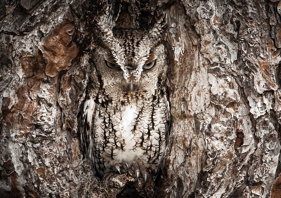 Почему это дерево так осуждающе на меня смотрит? 