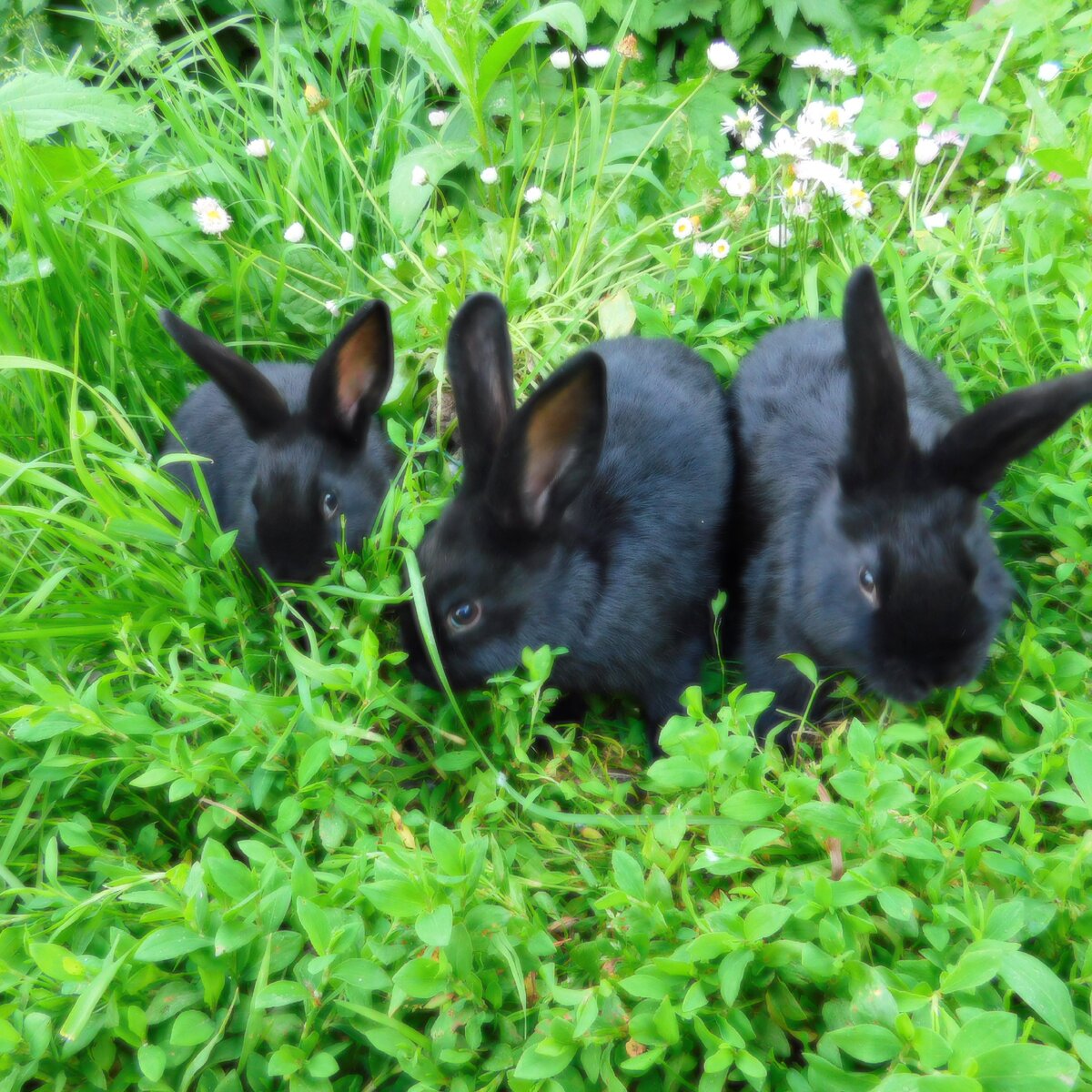 На данный момент наиболее элитными особями черного венского считаются те, которые обладают самым лучшим мехом. Их мех отличается особенно густой подпушью, и в сочетании с богатым эластичным волосяным покровом.