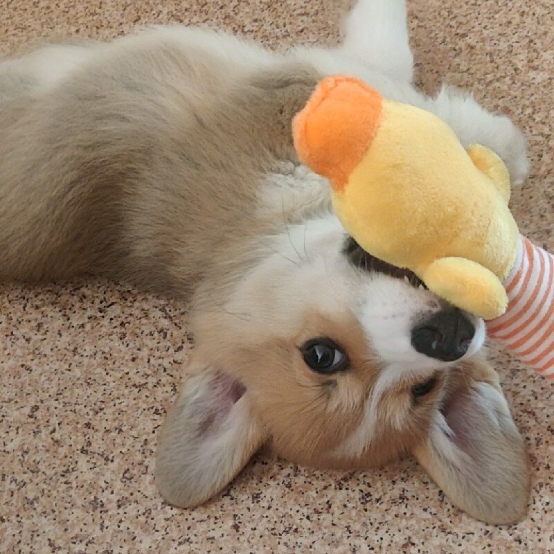 Последнии дни утки