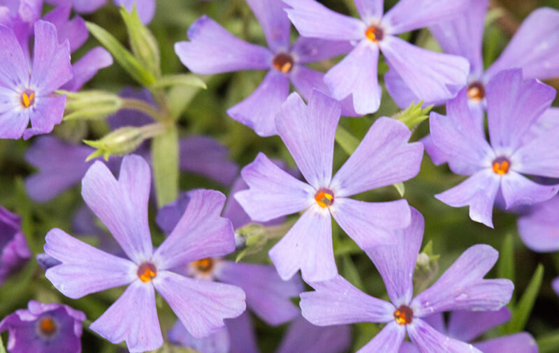 Флокс (Фото с stonehousenursery.com)