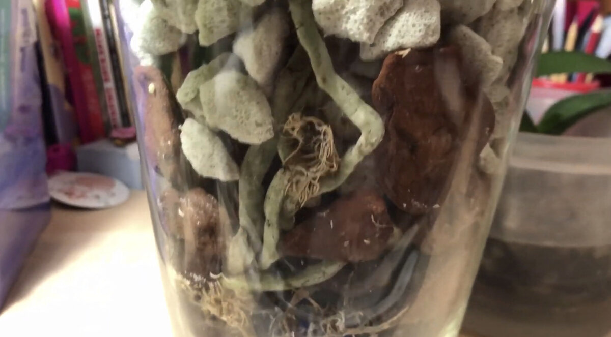 Корни орхидеи очень светлые, почти серебристые