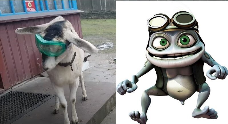Коза Белка с Черничного хутора стала летчицей или Crazy Frog. Прохода Фёдору не давала