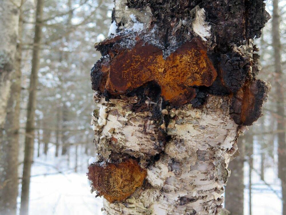 Чага березовая для здоровья. Лесной гриб чага. Трутовик косотрубчатый (чага). Чага (березовый гриб). Чага Березовая.