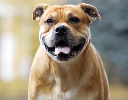 Собака породы Ка-де-бо