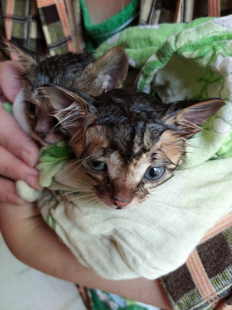 это парочка от той же дикой кошки. Ага, РОВНО через год 27 сентября 2020 года.