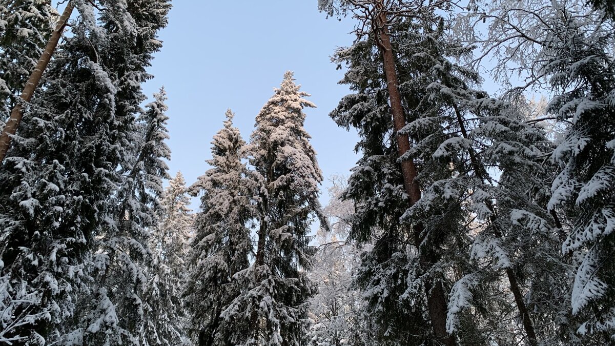 Архангельская лиственница