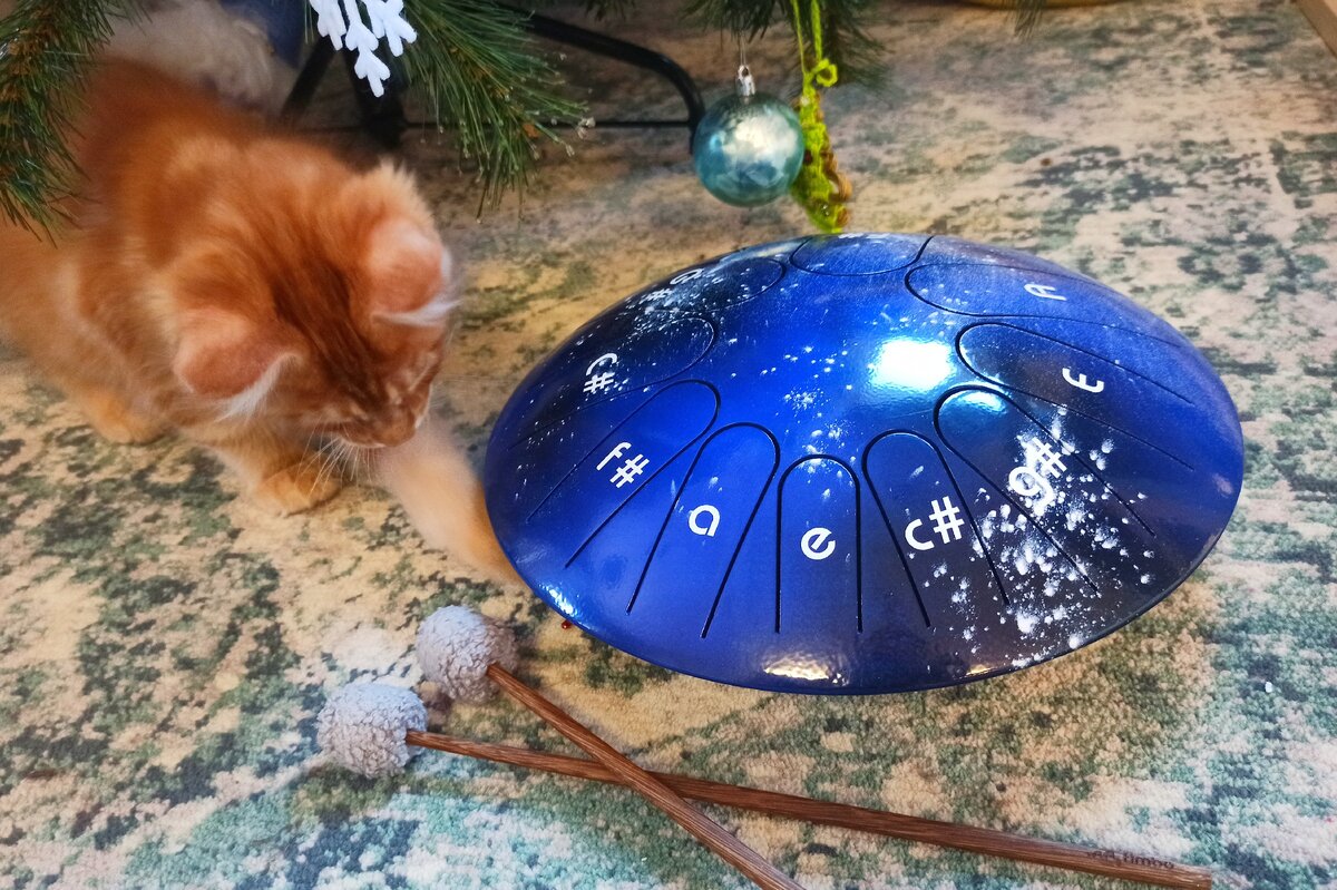 котенок на фото - это не подарок, это обдуманная покупка))) Хотя старший кот считает иначе и уверен, что мы ля него постарались, играет с мелким, как с игрушкой целыми днями