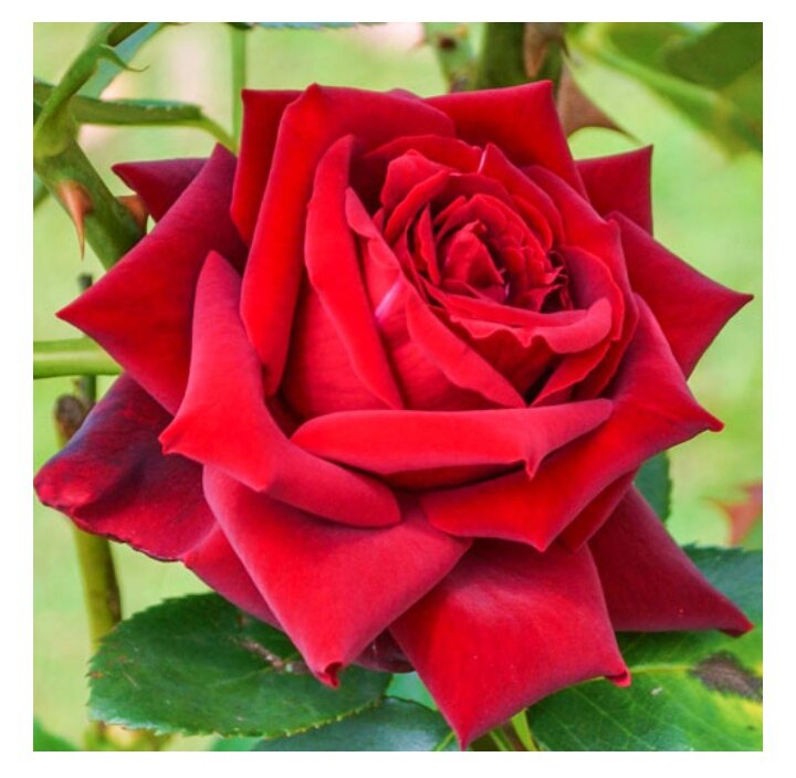 Роза чайно -гибридная Бургундия | Букет башкирских роз | Дзен