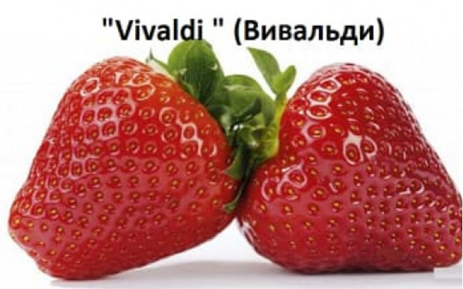 Сорта клубники Музыка, Вивальди, Верди, Опера. Новики 2021 года, на музыкальной волне)))