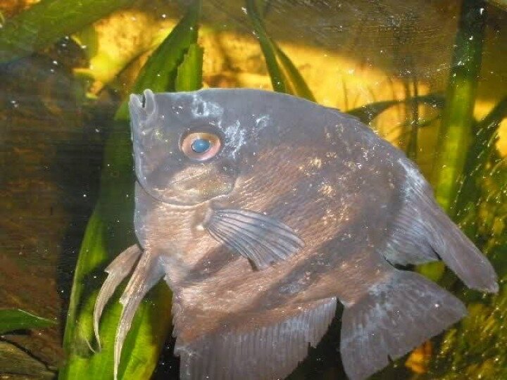 Костиоз. Источник:Google.Картинки 