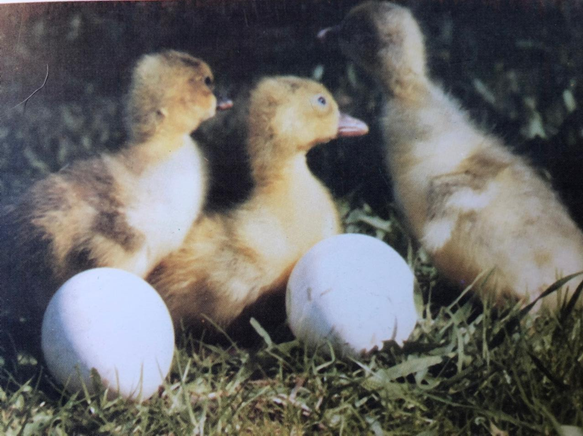 Яйца и гусята породы Крупные серые гуси из нашего  хозяйства