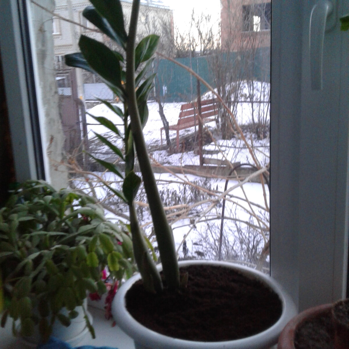 Цветок при пересадке выбрал сам такое положение в горшке, я спорить не стала, поэтому он так быстро дал новые побеги, см. дальше