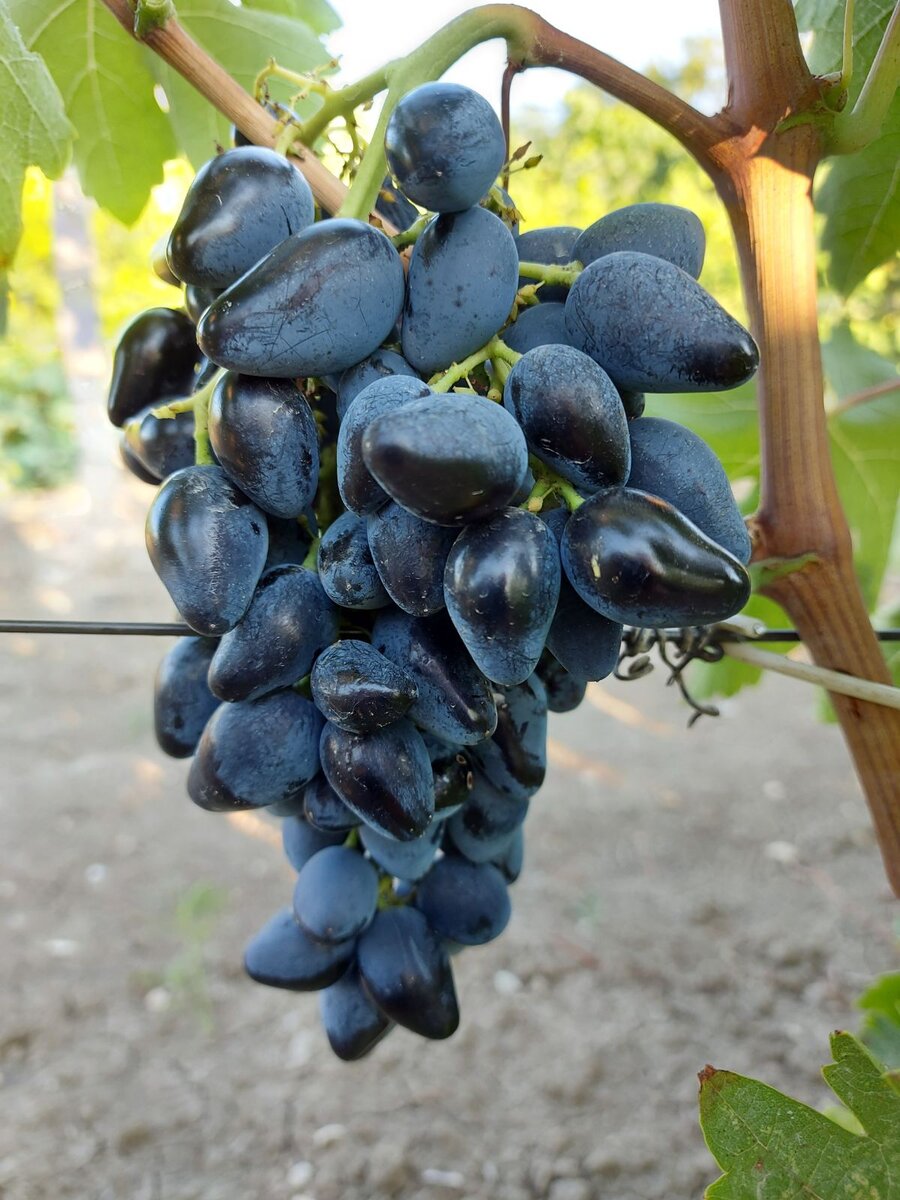 Гроздь Викинга во всей красе