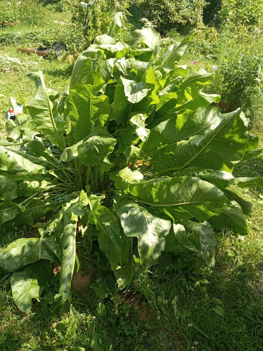 Вот он наш красавец)