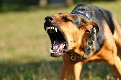 Пример бешеной собаки