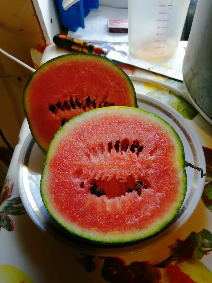 Будет ли расти арбуз в Ленинградской области?!