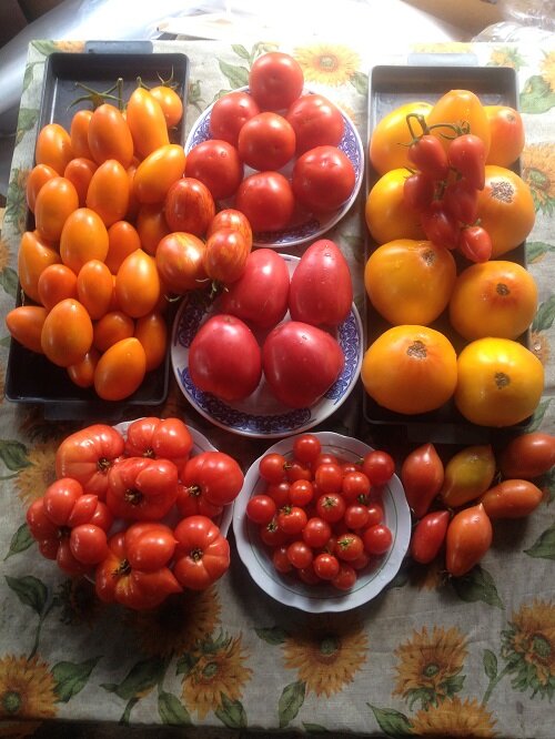 Не перестаю удивляться разнообразию томатов.