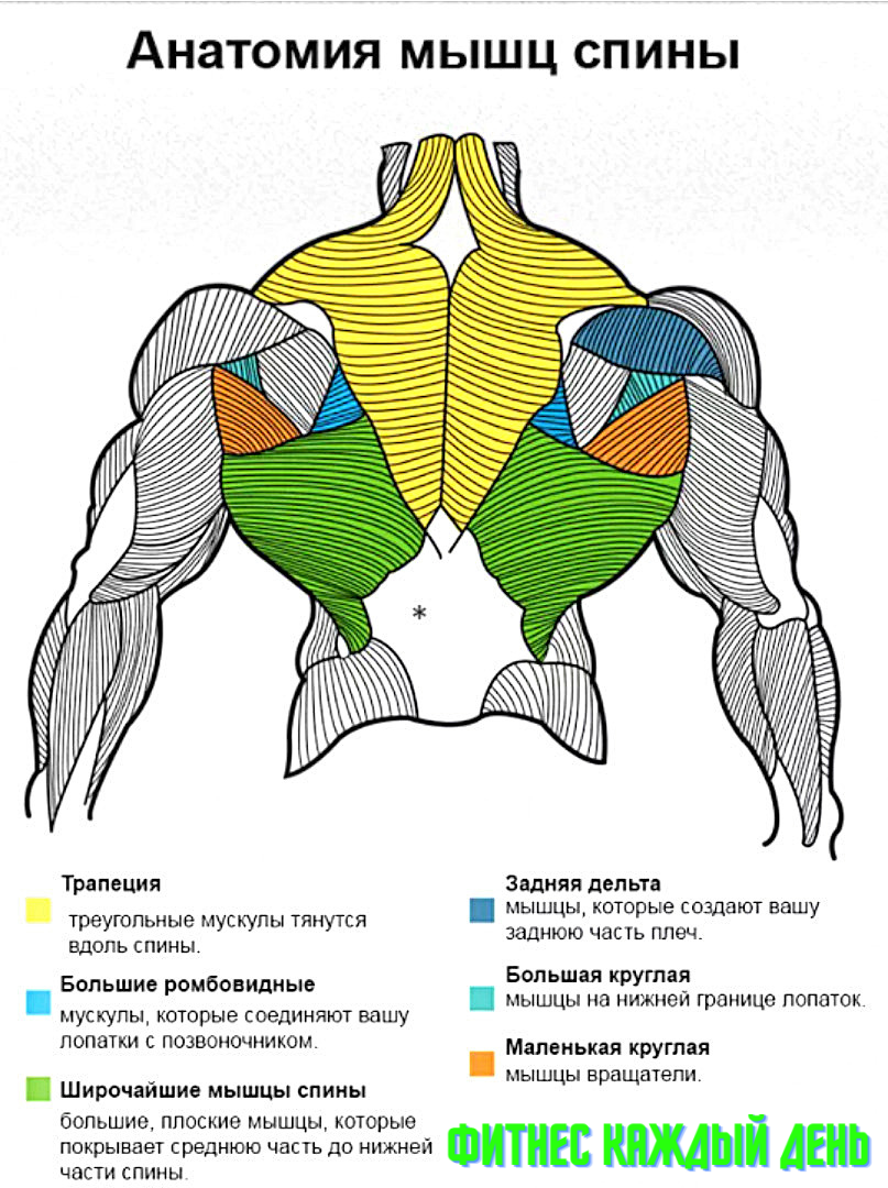 Широкая структура. Мышцы спины бодибилдинг анатомия. Анатомия мышц спины упражнения. Из чего состоят мышцы спины. Мышцы верхней части спины анатомия.