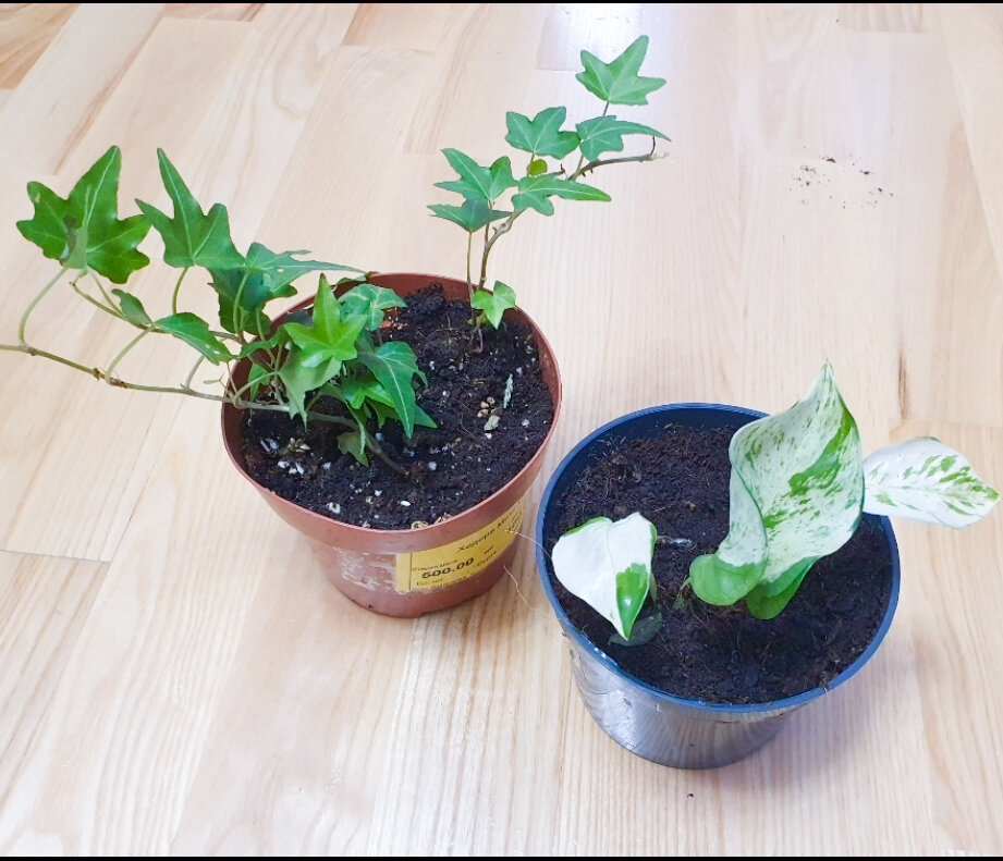 Вот такими были мои новые страдальцы с распродажи - со слов продавца, хорошо укорененные растения