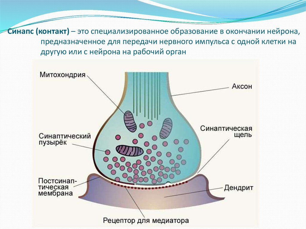 Синаптические пузырьки