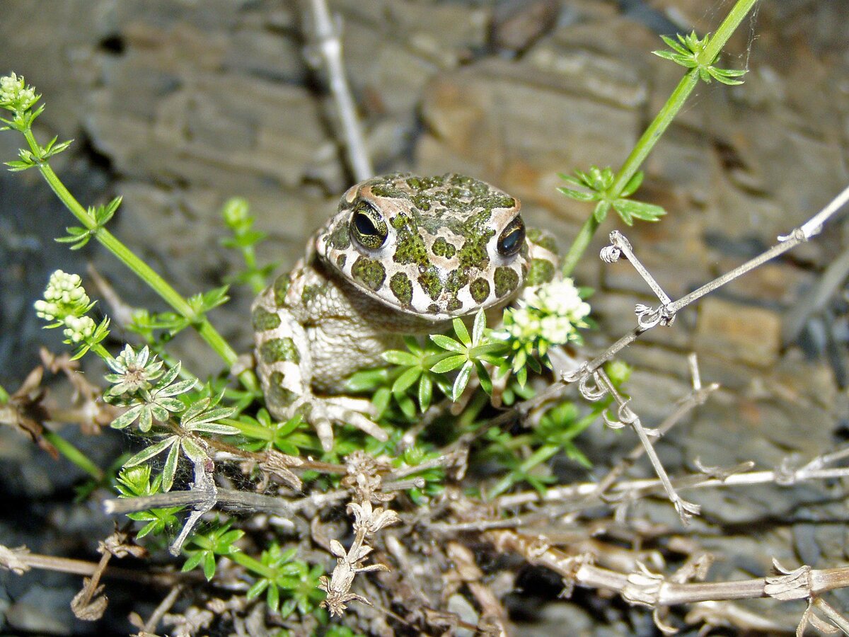 Земноводные Крыма: Зелёная жаба (Bufotes viridis, или Bufo viridis  Laurenti, 1768.) | Чердак А.Б. Репетитор по биологии и химии. | Дзен