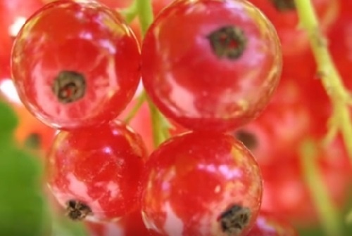 Красная смородина на кусте-загляденье!