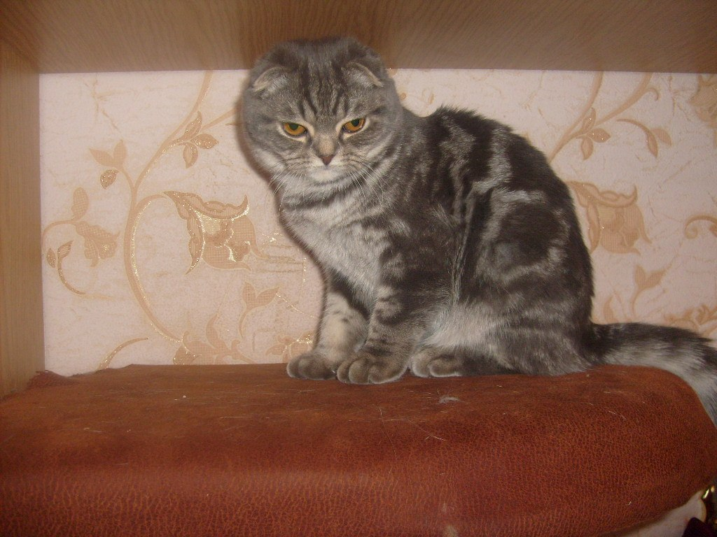 Красавец, не правда ли?