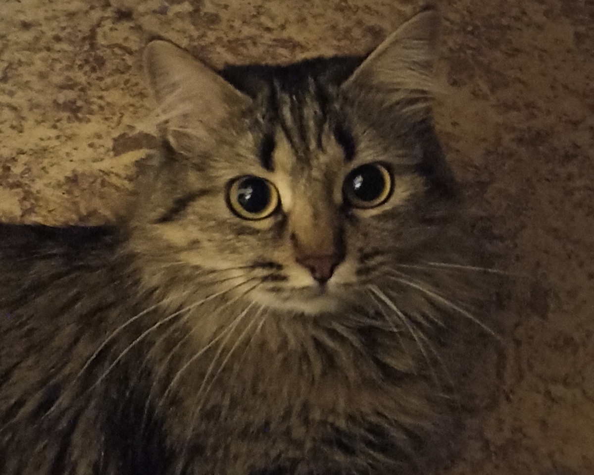 Добрая верная Муся. Ей не очень нравится фотографироваться)