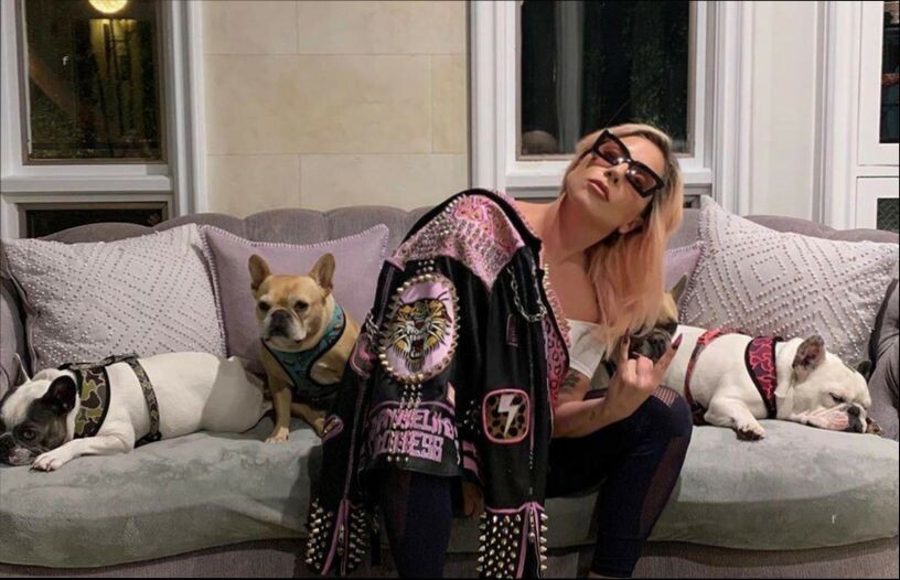 Леди Гага со своими тремя французскими бульдогами