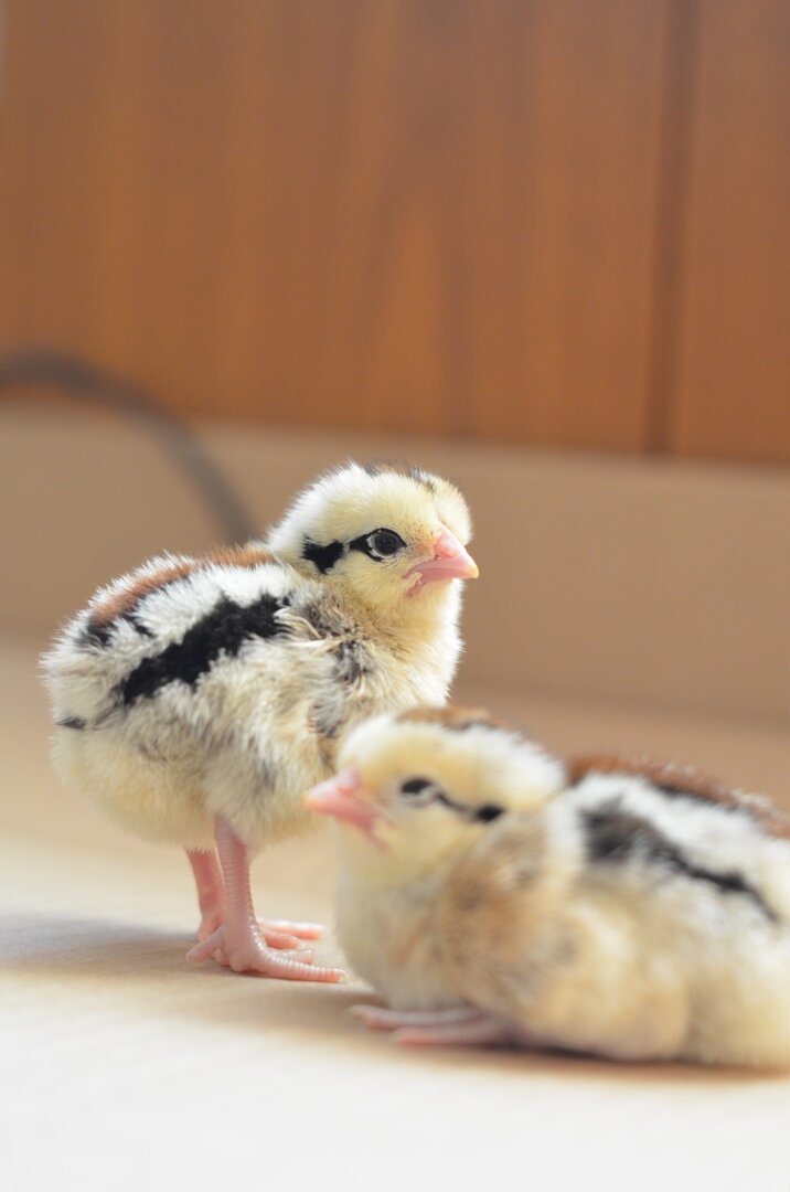 Мои цыплятки