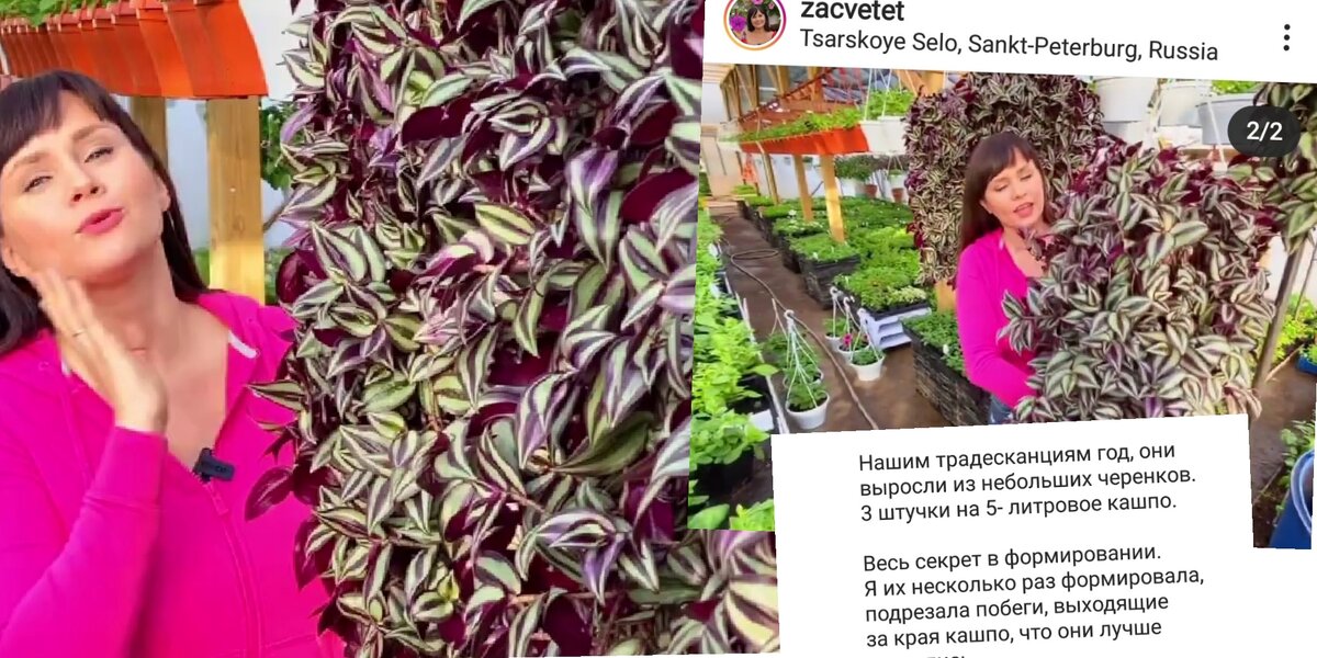 Из аккаунта инстаграм @zacvetet